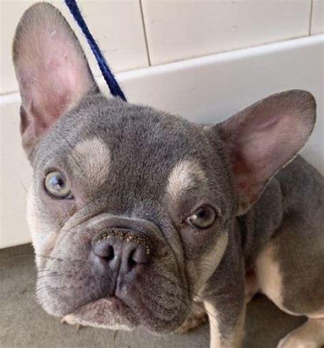 She is good with kids and adults. . French bulldog rescue indiana